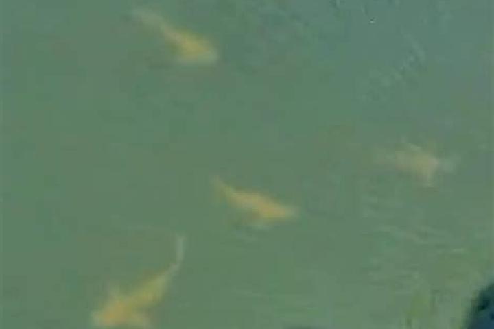 Abigail, 24 — Escort in Serra do Mel, Brazil