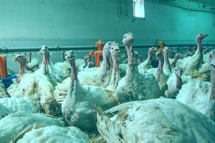 Alice, 20 — Escort in Nyungcung, Indonesia