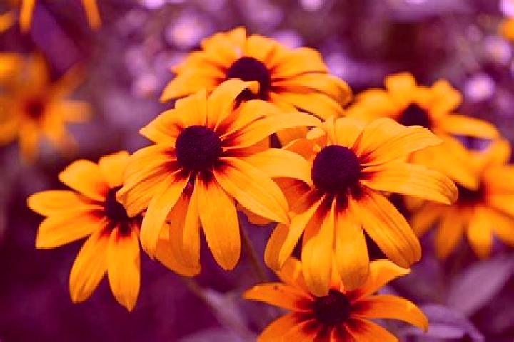 Alice, 28, a black dark-eyed asian companion based in Dastak. Offering Fetish, CIM, Erotic Massage, Travel Companion. Available for incall and outcall, day a...