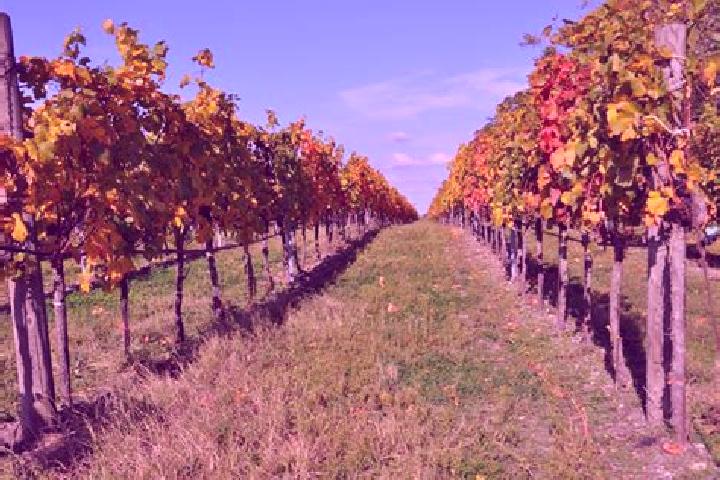 Amelia, 22 — Escort in Coronel Marcelino Mariduena, Ecuador