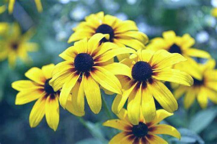 Aurora, 38, a dark blonde amber-eyed asian companion based in Trzebinia. Offering Overnight, Travel Companion, Duos. Available for incall and outcall, day an...