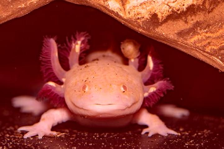 Ava, 26 — Escort in Puerto Bello, Philippines