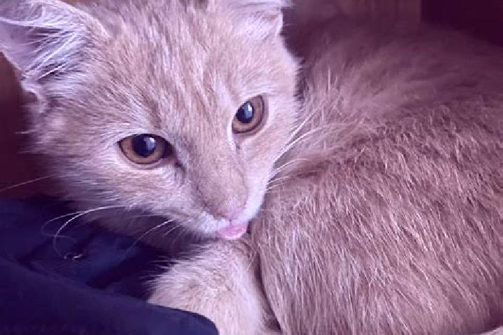 Chloe, 35, a black grey-eyed caribbean companion based in Yokoboue. Offering Erotic Massage, Striptease, Massage, BDSM. Available for incall and outcall, day...