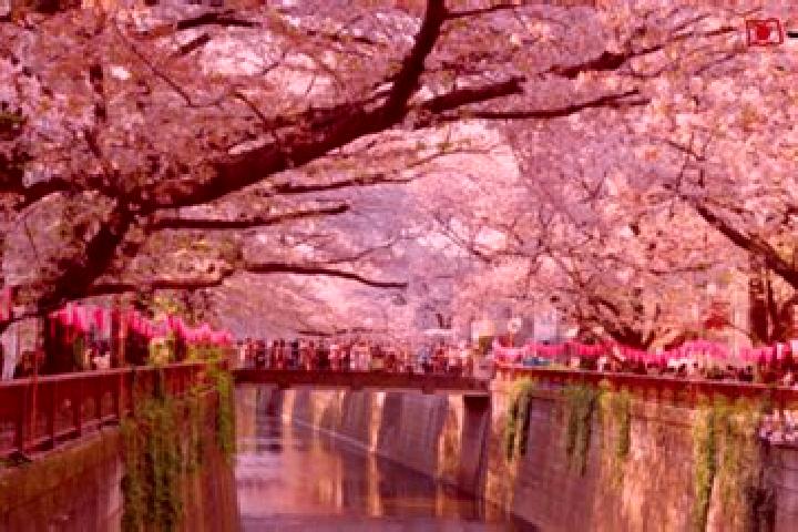 Elizabeth, 38 — Escort in Gorgota, Romania