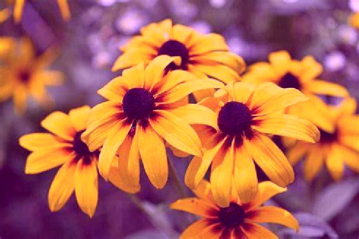 Ella, 34, a platinum blonde hazel-eyed latina companion based in Kabarnet. Offering Overnight, 69, Duos. Available for incall and outcall, day and evening da...