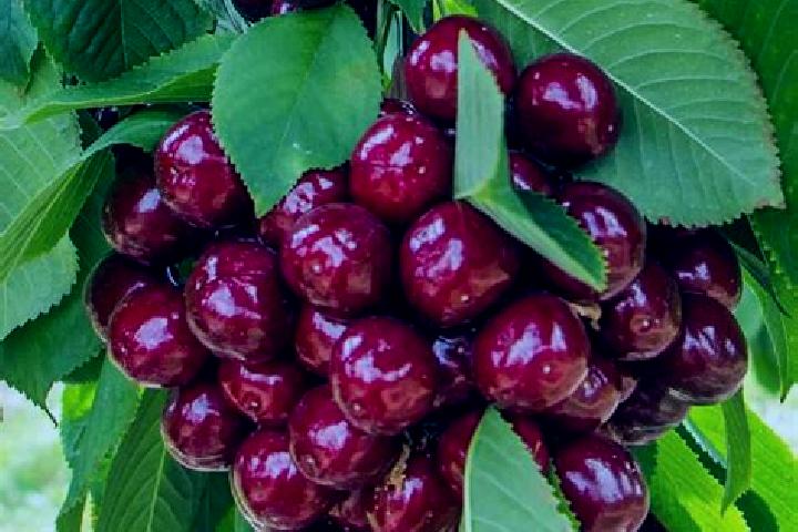 escort Cherry Tree