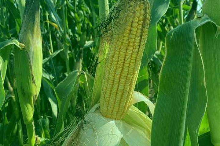 escort Corn