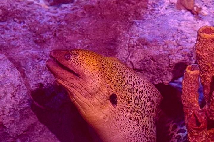 escort Eel Ground