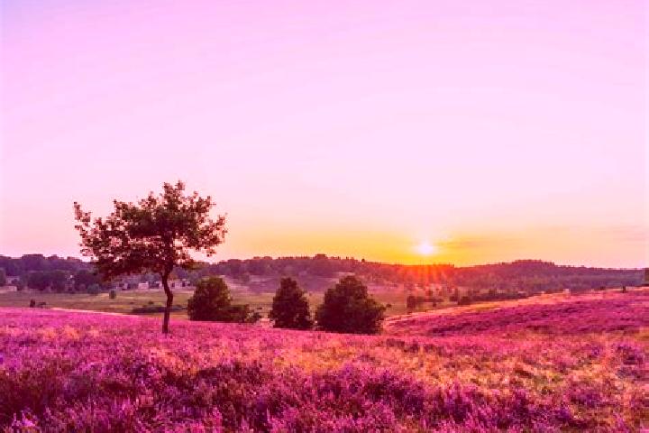 escort Heide