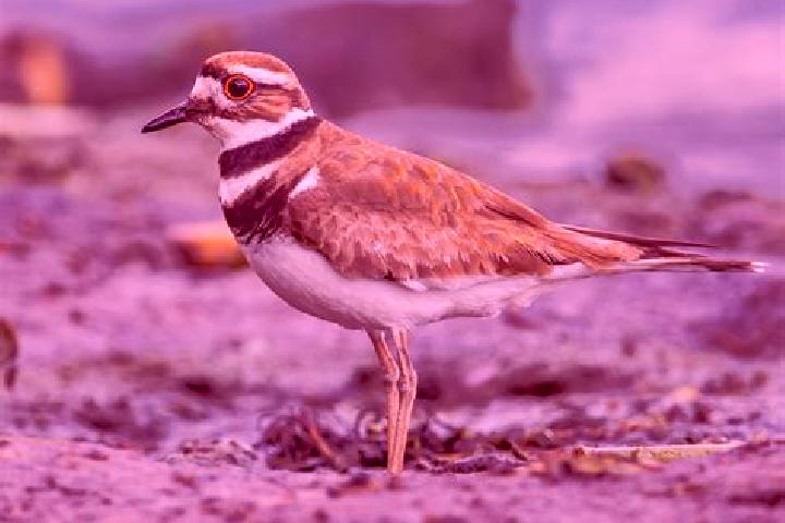 escort Killdeer