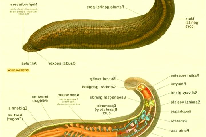 escort Leech