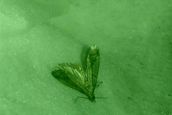 escort Moth