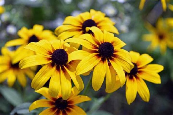 Evelyn, 23, a red amber-eyed caribbean companion based in Chilbolton. Offering OWO, Fetish, Dinner Date, GFE. Available for incall and outcall, overnight boo...