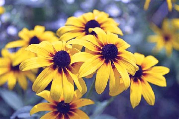 Evelyn, 31, a red amber-eyed mediterranean companion based in Southport. Offering Party Girl, Duos, Travel Companion. Available for incall and outcall, day a...