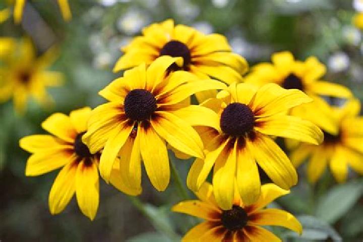 Harper, 36, a brunette blue-eyed asian companion based in Tinderime. Offering BDSM, Duos, Travel Companion, 69. Available for incall and outcall, day and eve...