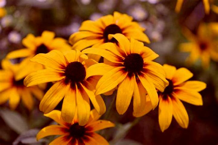 Isabella, 24, a red hazel-eyed middle eastern companion based in Wizajny. Offering Travel Companion, 69, Party Girl, Prostate Massage, Duos. Available for in...
