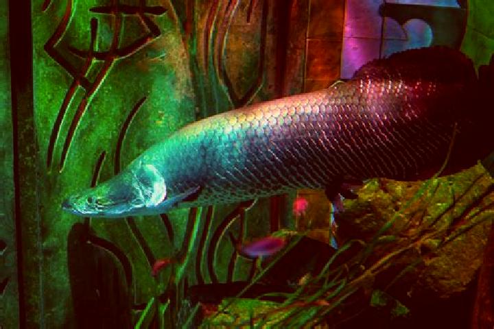 Lily, 30 — Escort in Jambuluwuk, Indonesia