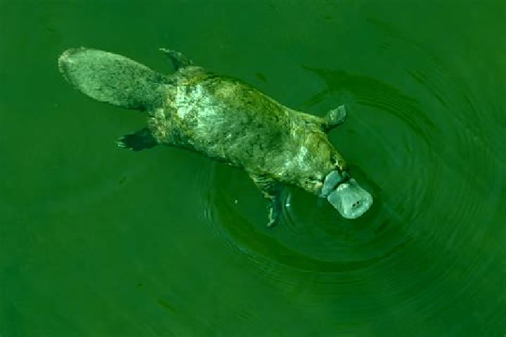 Natalie, 29 — Escort in Puiestii de Sus, Romania