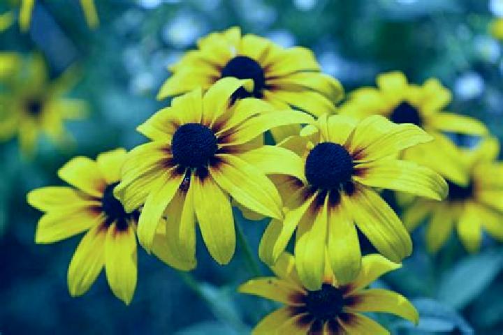 Riley, 28, a blonde amber-eyed caucasian companion based in Manutapen. Offering CIM, Duos. Available for incall and outcall, day and evening dates.