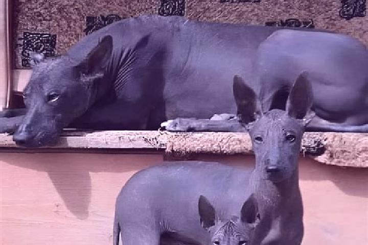 Riley, 31 — Escort in Olmaliq, Uzbekistan