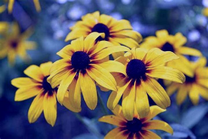 Sage, 28, a brunette grey-eyed indian companion based in Kinkoua. Offering Party Girl, Roleplay, Prostate Massage. Available for incall and outcall, day and ...