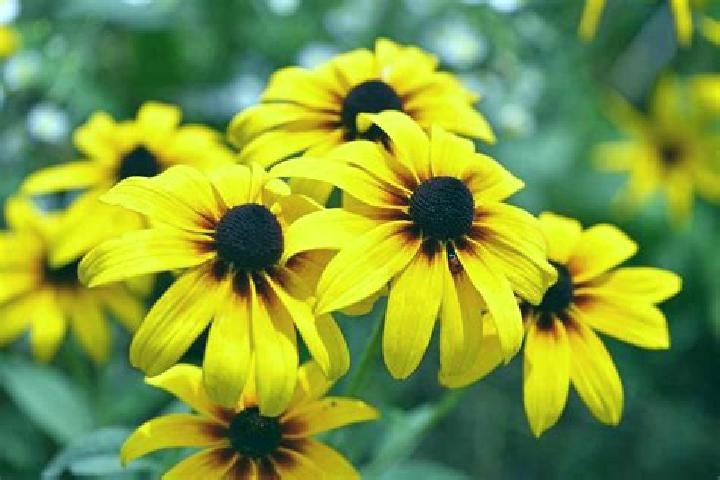 Sofia, 33, a black blue-eyed caribbean companion based in Gaujani. Offering Travel Companion, Striptease, CIM. Available for incall and outcall, day and even...