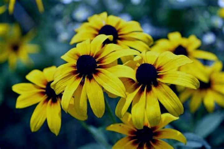 Sophia, 29, a blonde green-eyed latina companion based in Shiquan. Offering A-Level, Domination, Erotic Massage, Girlfriend Experience. Available for incall ...
