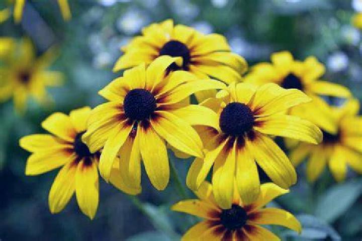 Victoria, 31, a brunette grey-eyed indian companion based in Nong Sung. Offering Dinner Date, Roleplay, Deep French Kissing, A-Level. Available for incall an...